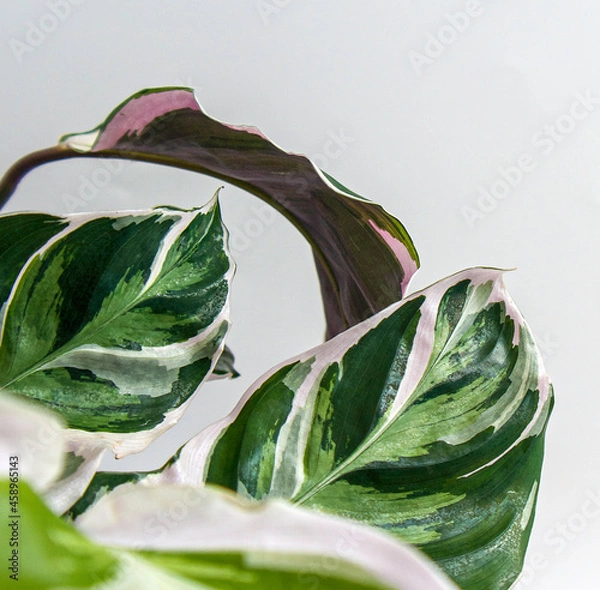 Obraz Closeup of tropical Calathea Fusion White Prayer plant, Calathea leitzei. It has exotic, white and green variegated leaves and lush pinkish purple underside. Isolated on white background, text space. 