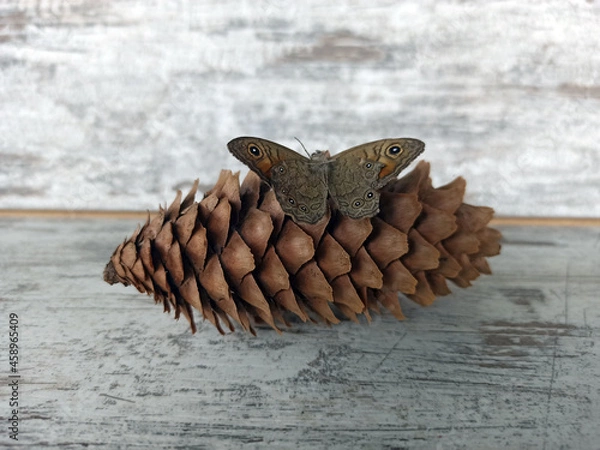Obraz gray moth shot - close-up