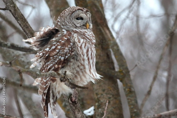 Fototapeta Chouette rayée 