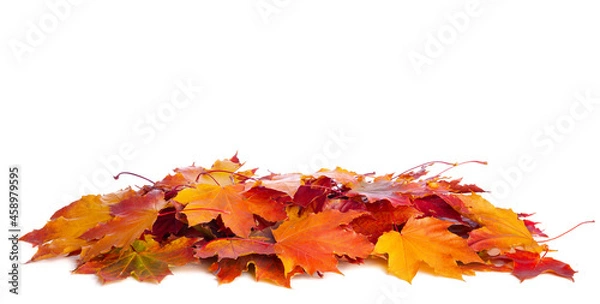 Fototapeta Heap of colorful Maple leaves isolated on white background