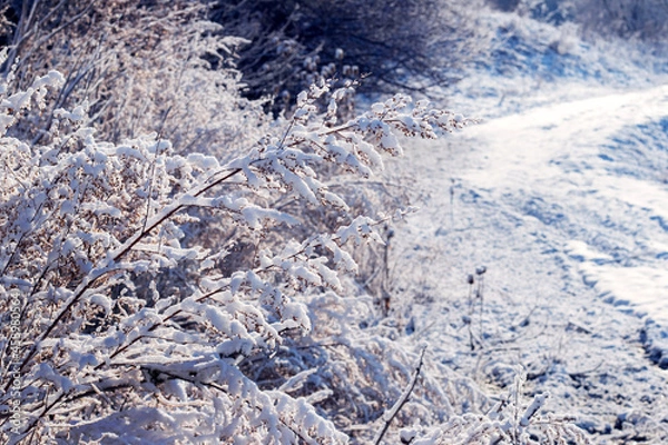 Fototapeta Dense thickets of trees and bushes covered with snow in winter on a sunny day