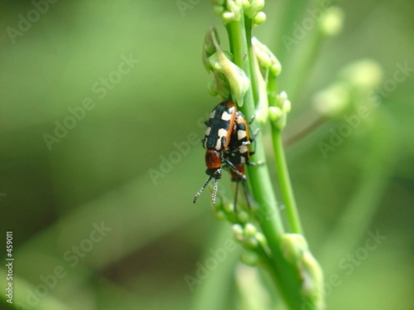 Obraz asparagus beetle