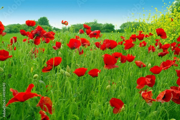 Fototapeta Poppole 7