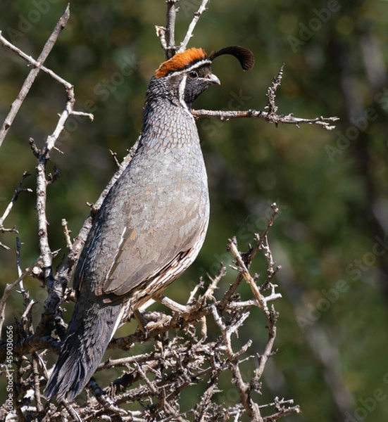 Obraz A male Gambel's Quail is on watch at the top of a barren tree.