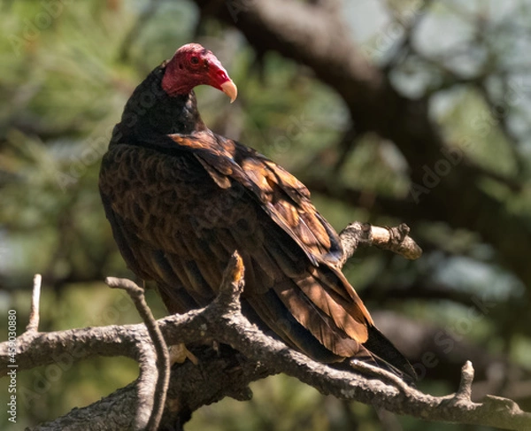 Fototapeta A Turkey Vulture is perched in a large tree in the late afternoon light.