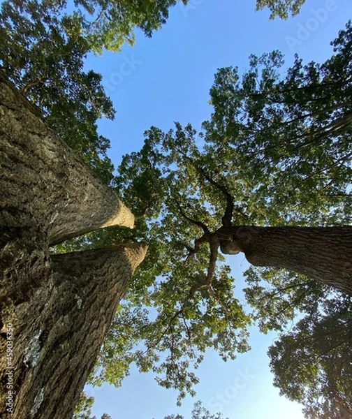 Fototapeta tree in the forest