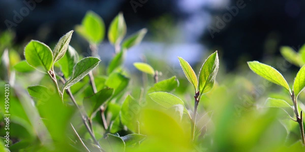 Obraz Tea plantation. Tea leaves. 