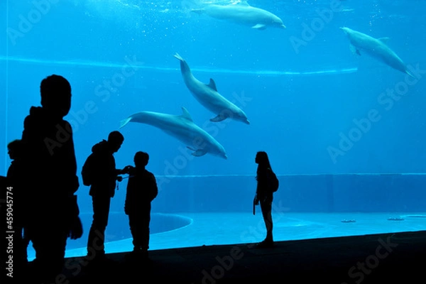 Fototapeta Overview of visit to the aquarium with swimming dolphins 
