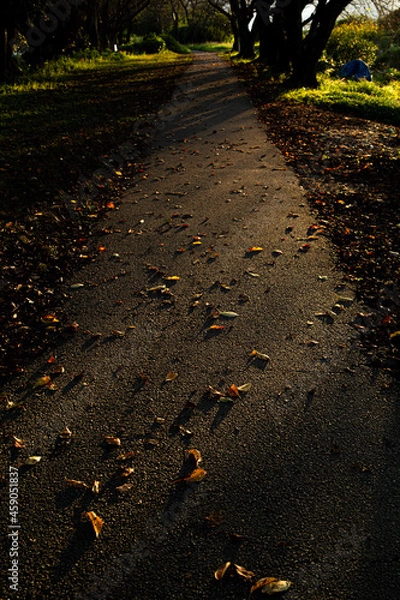 Obraz 西日の射す帰り道　落ち葉