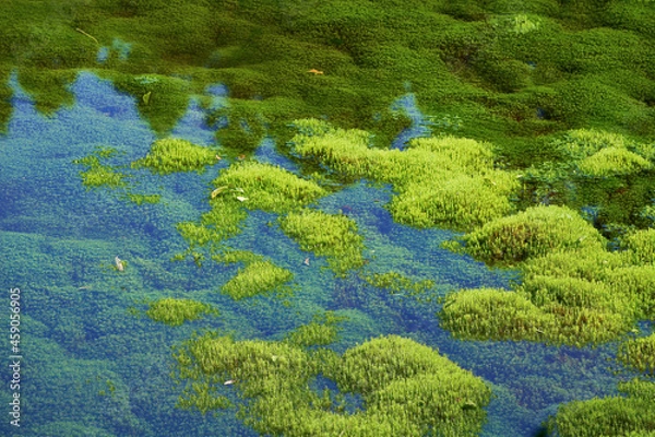 Obraz スギゴケが一面に密生する笹倉湿原。愛媛県久万高原町の石鎚山系にある。