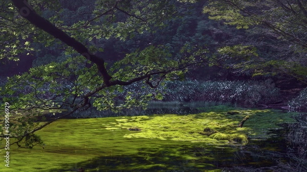 Obraz スギゴケが一面に密生する笹倉湿原。愛媛県久万高原町の石鎚山系にある。