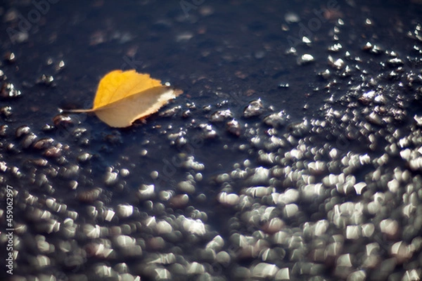 Obraz Closeup Yellow autumn leaves lying in a puddle lit by the bright sun on a blurred background.