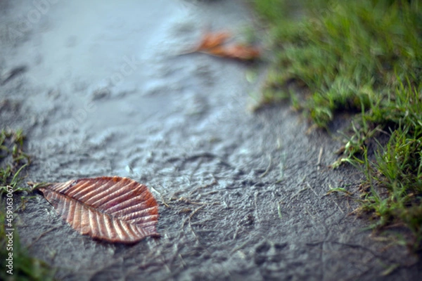 Obraz Closeup Yellow autumn leaves lying in a puddle lit by the bright sun on a blurred background.