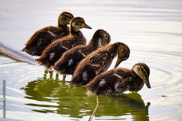 Fototapeta Paperelle