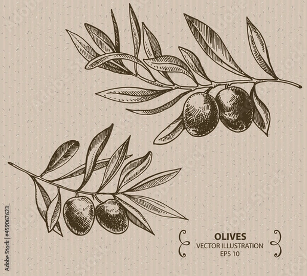 Obraz Olive branch, Hand drawn vector illustration