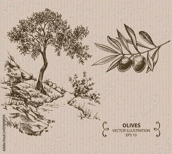 Obraz Olive Tree and branch, Hand drawn vector illustration