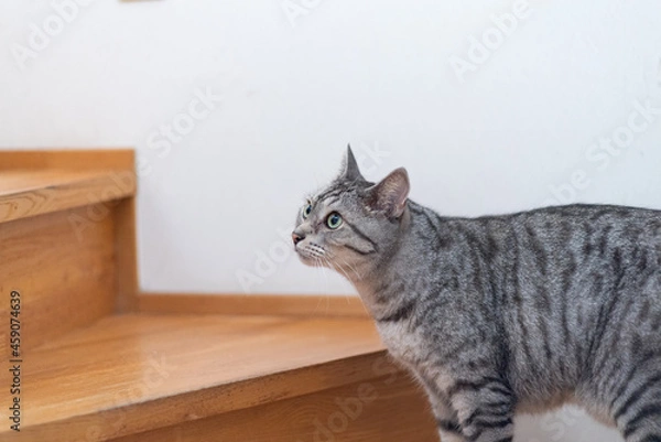 Fototapeta 階段を登ろうとする猫　サバトラ猫
