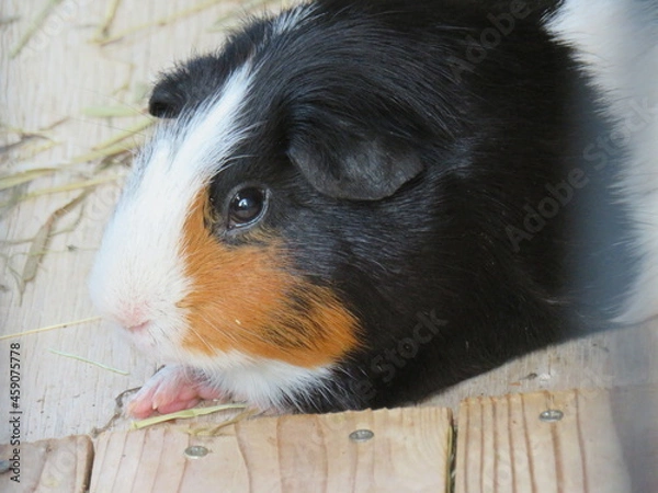 Fototapeta モルモット