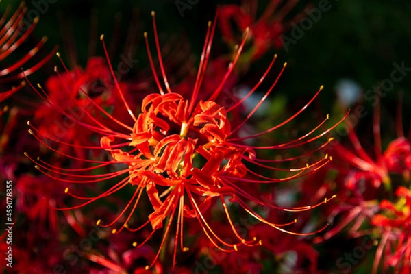 Fototapeta 彼岸花