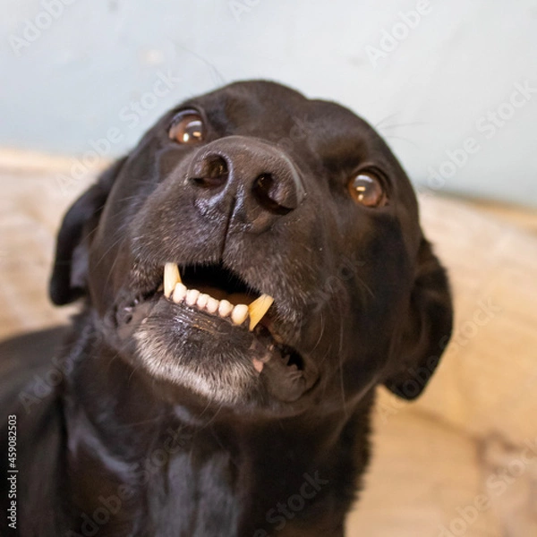 Obraz chocolate labrador retriever