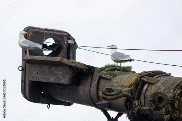 Obraz seagull on warship