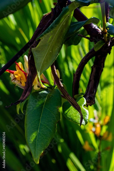 Obraz green and yellow