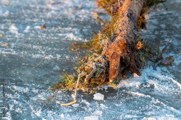 Obraz moss on the rock