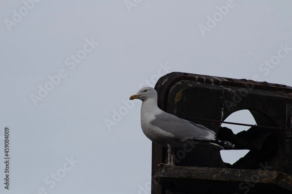 Obraz seagull on a post