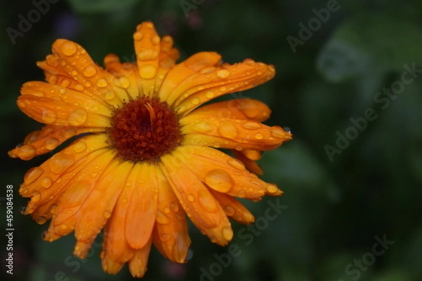 Fototapeta raindrop's