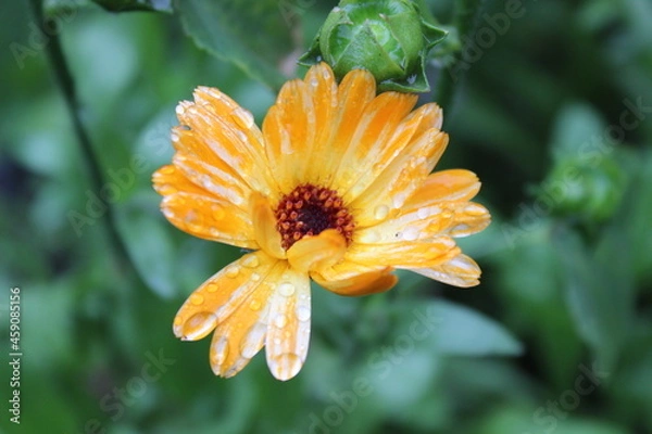 Obraz orange sunshine