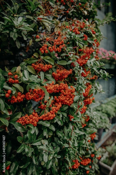 Fototapeta Rowan berries 