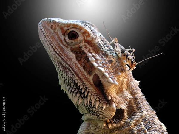 Obraz Bearded Dragon
