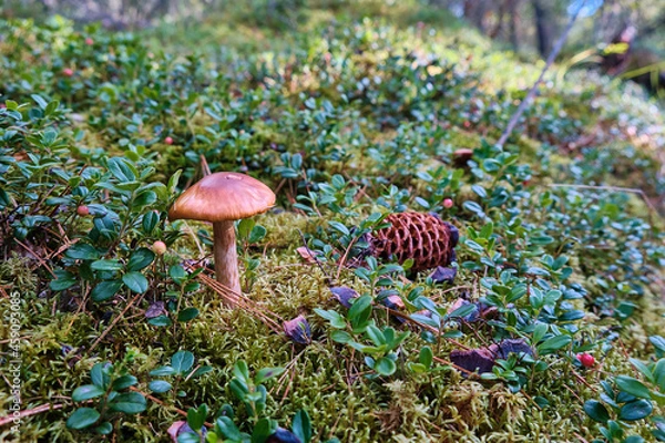 Fototapeta Mushroom and pine cone in Siberia