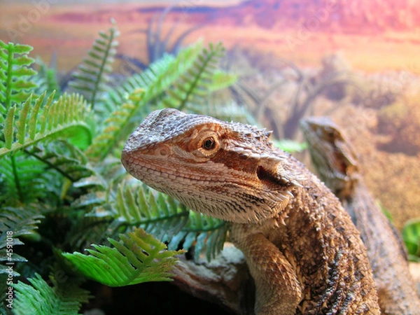 Obraz Bearded Dragon 2