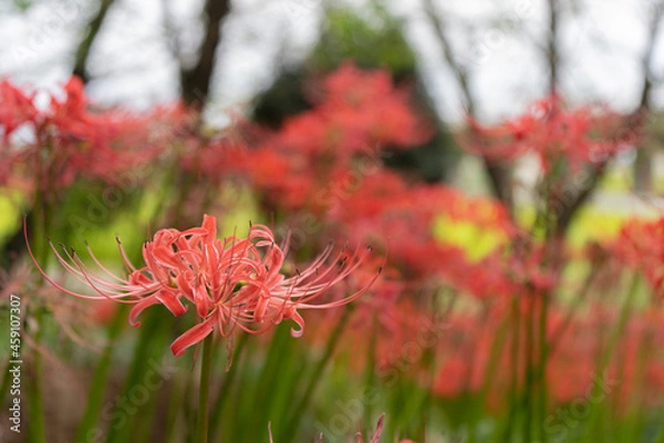 Fototapeta ピンク色のリコリス（彼岸花）