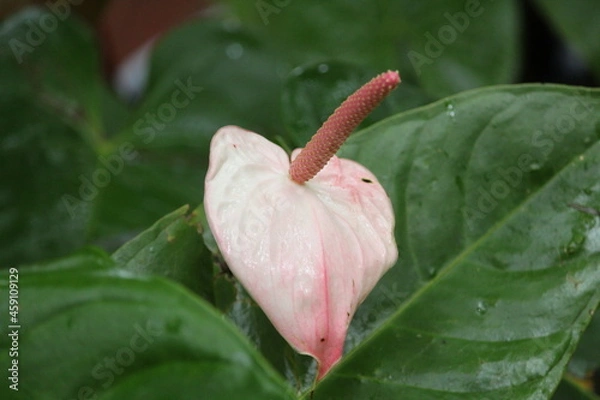 Obraz pink anthurium