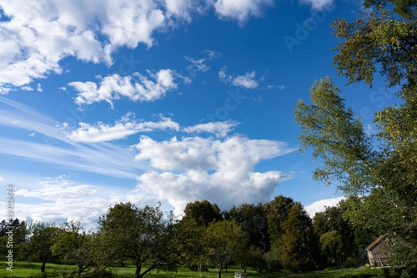Obraz landscape with trees
