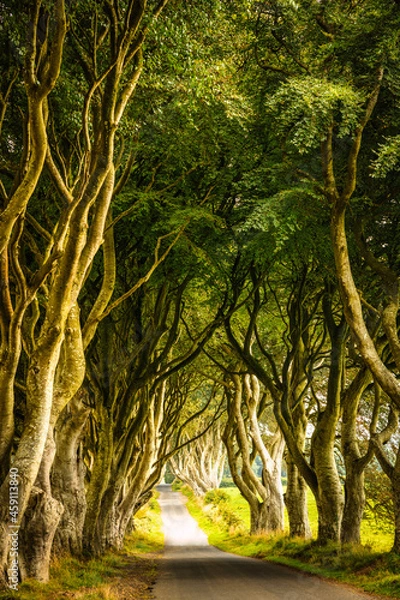Obraz Dark Hedges Tree Corridor