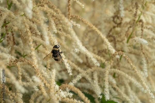 Obraz Fluffy bumblebee in flight over plants
