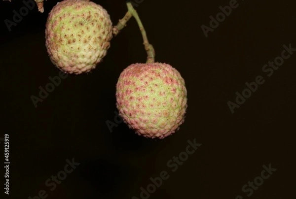 Fototapeta lychee, two lychee hanging with sweet tropical fruit.