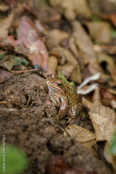Obraz A frog on the ground