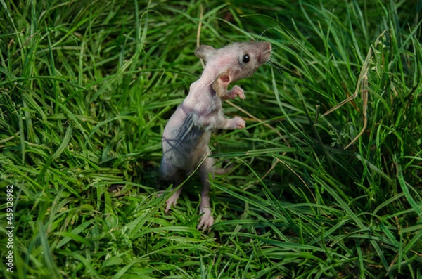 Fototapeta Rat in the grass