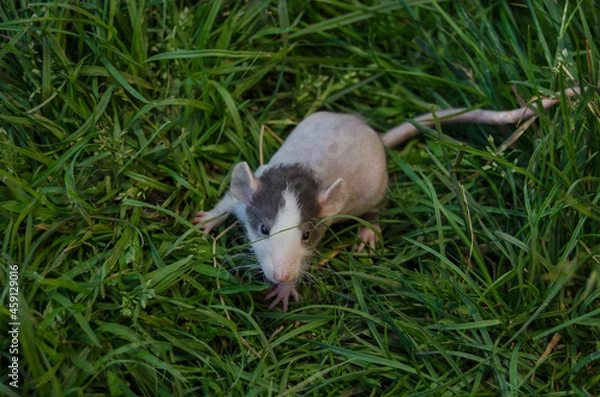 Fototapeta Rat in the grass