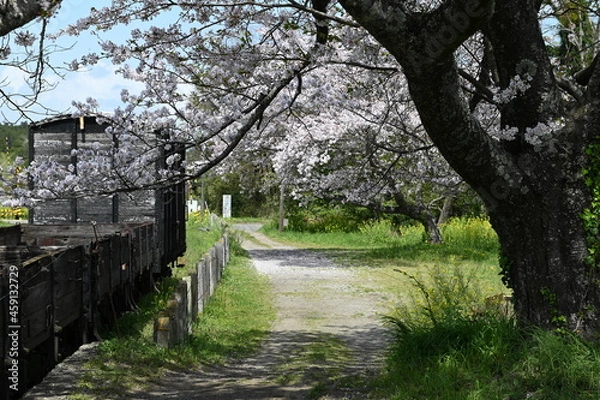Fototapeta 春の散歩道