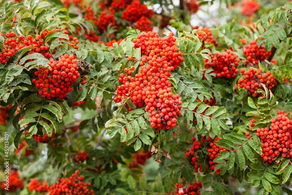 Fototapeta Rowan bunches on a branch. Ripe red berries. Wild berries on the tree.