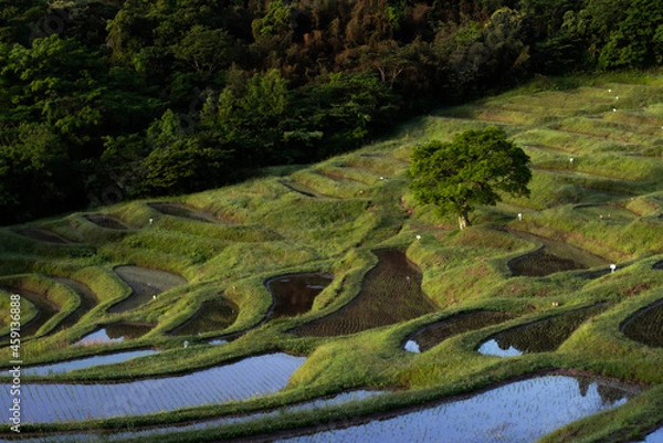 Fototapeta 大山千枚田の朝焼け