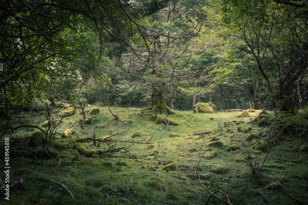 Obraz もののけ姫の森　長野県