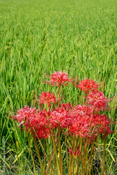Fototapeta 秋に咲く彼岸花と稲穂　鹿児島県出水平野