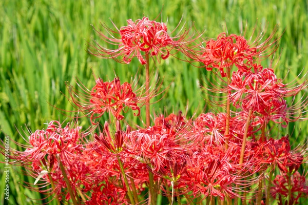 Obraz 秋に咲く彼岸花と稲穂　鹿児島県出水平野