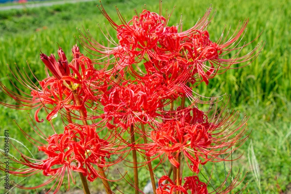 Obraz 秋に咲く彼岸花と稲穂　鹿児島県出水平野